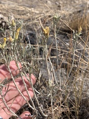 Ericameria nauseosa speciosa