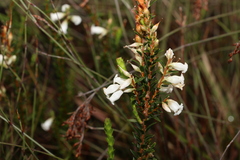 Epacris obtusifolia