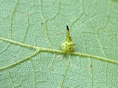 Caryomyia cucurbitata