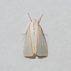 Cryptophasa flavolineata