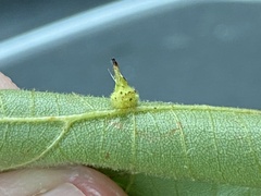 Caryomyia cucurbitata