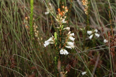 Epacris obtusifolia