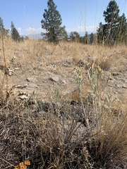 Ericameria nauseosa speciosa