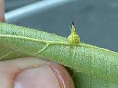 Caryomyia cucurbitata