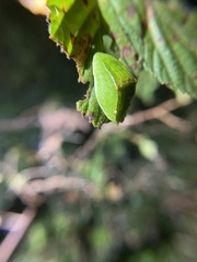 Prolimacodes badia