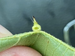 Caryomyia cucurbitata