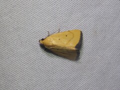 Marimatha nigrofimbria