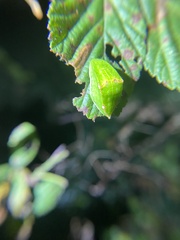 Prolimacodes badia