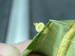 Caryomyia cucurbitata