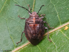 Discocephalinae