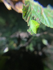 Prolimacodes badia