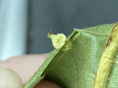 Caryomyia cucurbitata