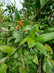 Metrosideros fulgens