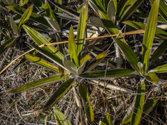 Celmisia spectabilis spectabilis