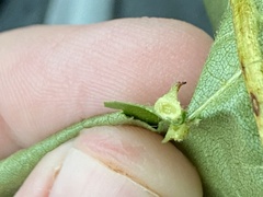 Caryomyia cucurbitata