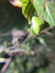 Prolimacodes badia