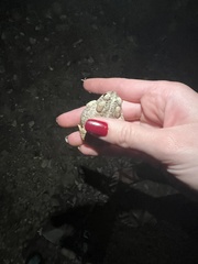 Anaxyrus microscaphus