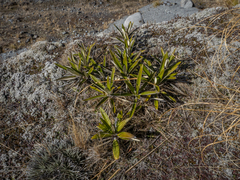 Celmisia spectabilis spectabilis