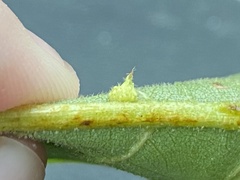 Caryomyia cucurbitata