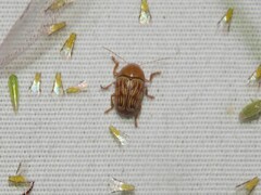 Cryptocephalus fulguratus