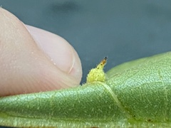 Caryomyia cucurbitata