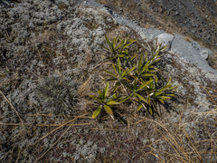 Celmisia spectabilis spectabilis