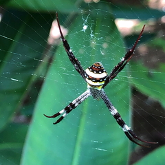Argiope aetherea