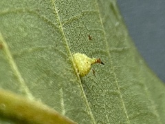 Caryomyia cucurbitata