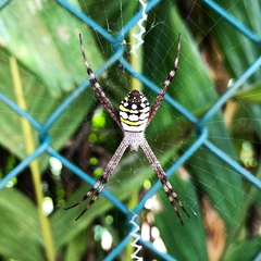 Argiope picta