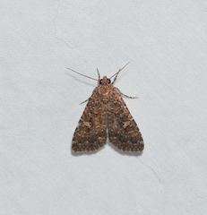 Hypoperigea tonsa