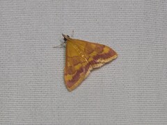 Pyrausta pseudonythesalis