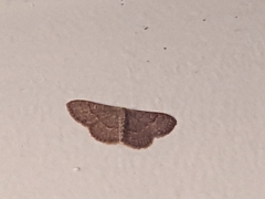 Leptostales pannaria