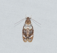 Piloprepes gelidella