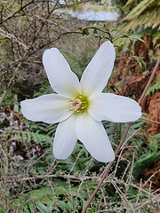 Clematis paniculata