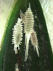 Laminicoccus flandersi