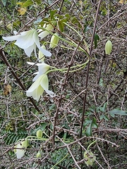 Clematis paniculata