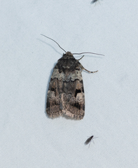 Thoracolopha flexirena