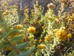 Panoquina errans