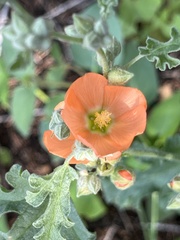 Sphaeralcea hastulata