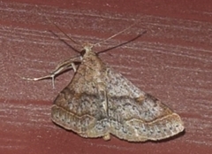 Bleptina caradrinalis