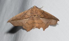 Polyacme dissimilis