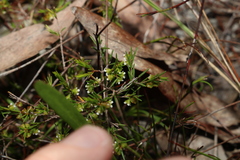 Ochrosperma lineare