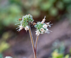Hydrophyllum occidentale