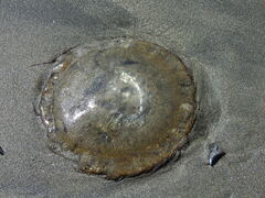 Chrysaora fuscescens