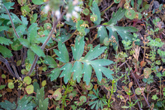 Hydrophyllum occidentale