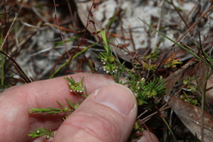 Ochrosperma lineare