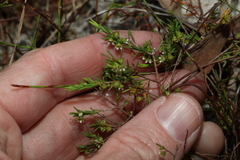 Ochrosperma lineare