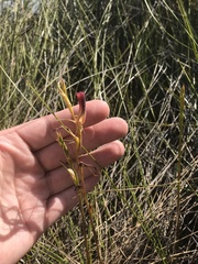 Cryptostylis hunteriana