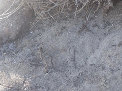 Elgaria multicarinata webbii