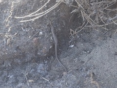 Elgaria multicarinata webbii